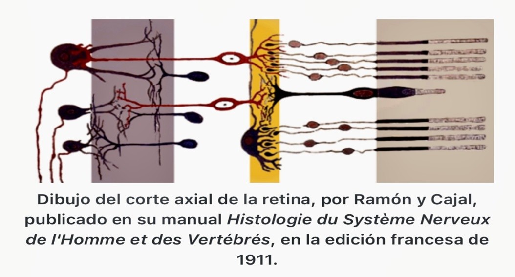 Dibujo corte axial de la retina, Ramón y Cajal. Dibujo corte axial de la retina, Ramón y Cajal.