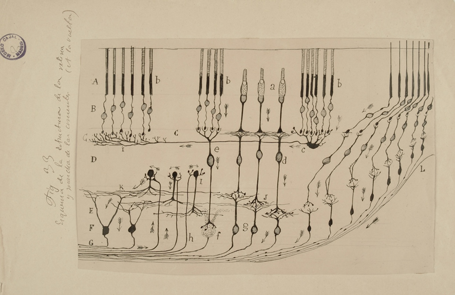 Estructura de la retina. Dibujo original de S. Ramón y Cajal. Estructura de la retina. Dibujo original de S. Ramón y Cajal.