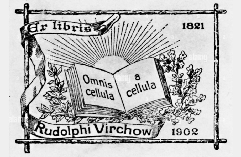 Virchow creó teoría revolucionaria de la organización de tejidos con base en la célula Virchow creó teoría revolucionaria de la organización de tejidos con base en la célula